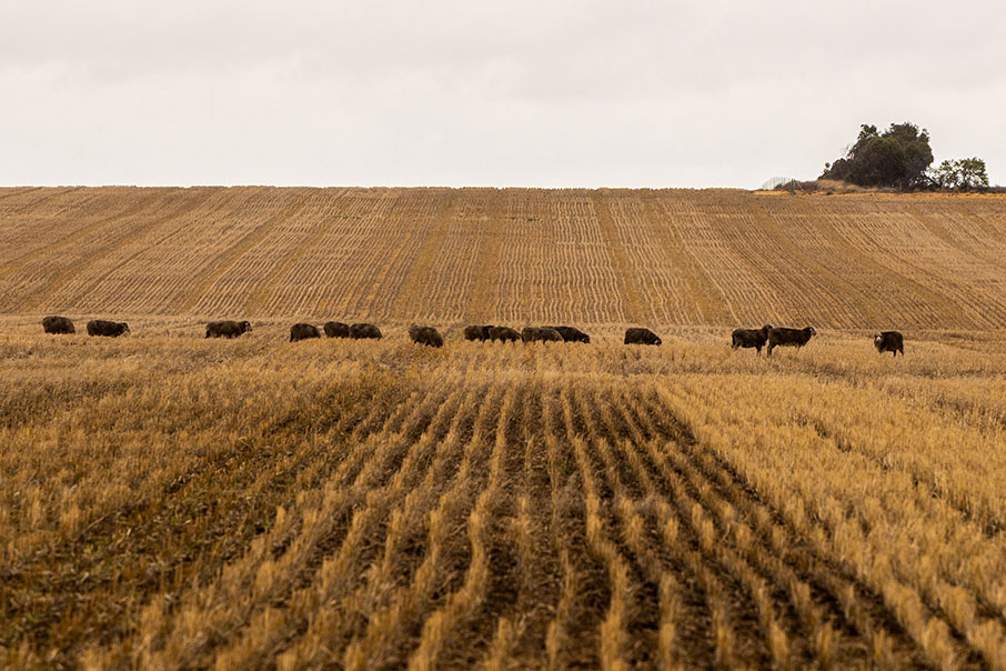 Agribusiness 2021